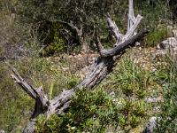 Zistrosen vor totem Baumstamm